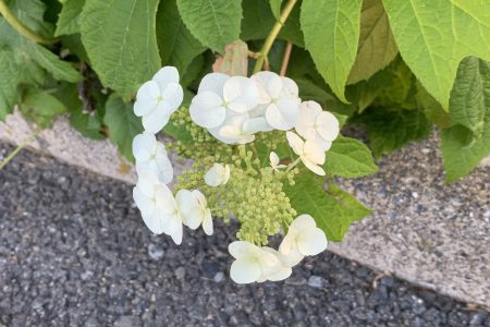 紫陽花というカタチ